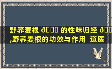 野荞麦根 🐎 的性味归经 🌳 ,野荞麦根的功效与作用  道医网